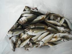 小アジ・豆アジ乱舞中♪泉大津RT20日朝