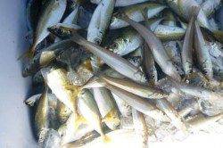 えっ！サビキでキスが２桁！