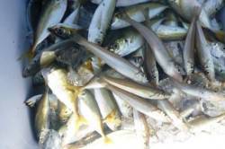 えっ！サビキでキスが２桁！