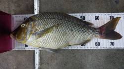 元島　ズボ釣りでタマミ77.5cm