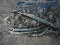 【サヨリがいい感じ♪】鳴尾海づり広場ＲＴ