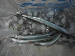  【サヨリがいい感じ♪】鳴尾海づり広場ＲＴ…