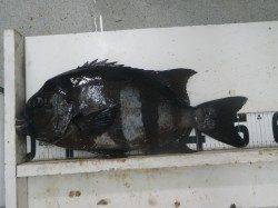 すさみ地磯　ウニをエサにイシダイ52.5cm