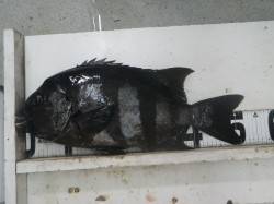 すさみ地磯　ウニをエサにイシダイ52.5c…