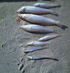 島陰、エギングタックルでキスゲーム