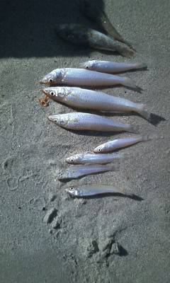 島陰、エギングタックルでキスゲーム