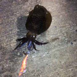 淡輪　朝の日の出にエギングでアオリイカがヒット☆元気の良いアオリ☆