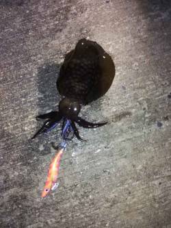 淡輪　朝の日の出にエギングでアオリイカがヒ…
