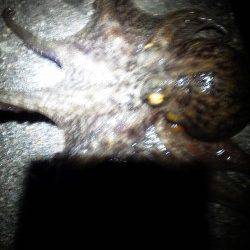 夜の8時から、舞洲周辺でタコ調査スタート！