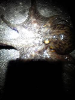 夜の8時から、舞洲周辺でタコ調査スタート！…