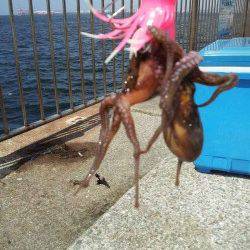 南芦屋浜　朝8時30分からタコジグでタコ3バイ！