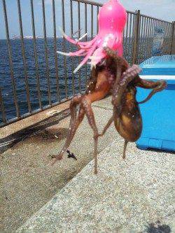 南芦屋浜　朝8時30分からタコジグでタコ3バイ！