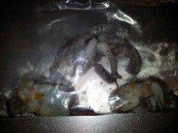 南芦屋浜　朝8時30分からタコジグでタコ3バイ！