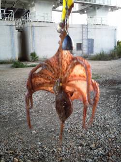 ☆タコブーム到来中☆舞洲でのタコエギ！