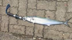 敦賀新港　シュアジギングでサゴシ　ナブラが…