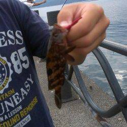 敦賀新港　シュアジギングでサゴシ　ナブラが射程圏内に入れば…