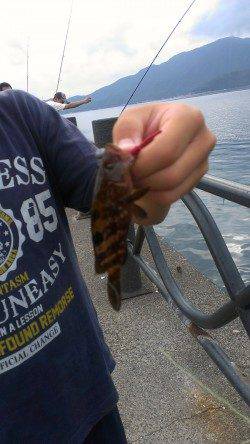 敦賀新港　シュアジギングでサゴシ　ナブラが射程圏内に入れば…