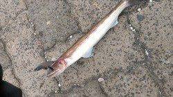 敦賀新港　ジギングはエソで不発　ロックフィッシュでガシラなど