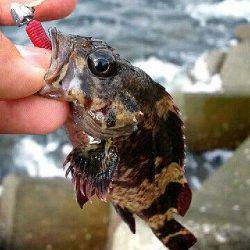 敦賀新港　ジギングはエソで不発　ロックフィッシュでガシラなど