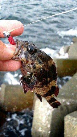 敦賀新港　ジギングはエソで不発　ロックフィッシュでガシラなど