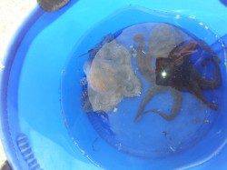 佐野漁港でオクトパッシング、1時間で2杯ＧＥＴ！