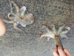 佐野漁港でオクトパッシング、1時間で2杯ＧＥＴ！