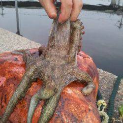 佐野漁港でオクトパッシング　イイサイズのタコです