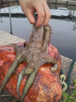 佐野漁港でオクトパッシング　イイサイズのタ…