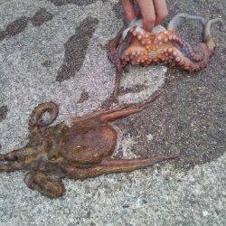 佐野漁港でオクトパッシング　イイサイズのタコです