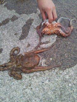 佐野漁港でオクトパッシング　イイサイズのタコです