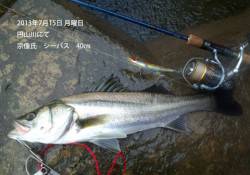 円山川でのシーバスゲーム　40㎝をキャッチ…