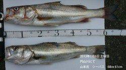 円山川　ルアーでシーバス68＆61cm