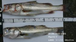 円山川　ルアーでシーバス68＆61cm