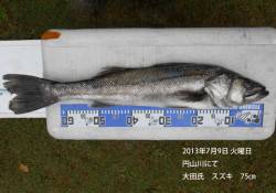 円山川にてスズキ75㎝