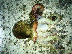 南芦屋浜　オクトパッシングでタコ20パイ　今年はタコの当たり年☆