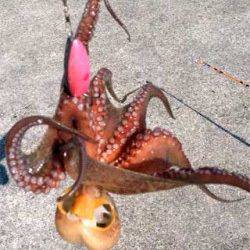 神戸東部エリアでオクトパッシング♪