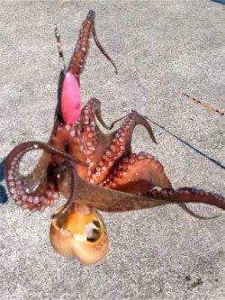 神戸東部エリアでオクトパッシング♪