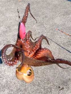 神戸東部エリアでオクトパッシング♪