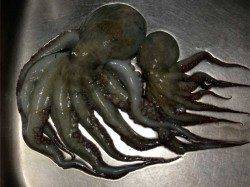 神戸東部エリアでオクトパッシング♪