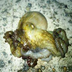 南芦屋浜　オクトパッシングでタコ20パイ　今年はタコの当たり年☆