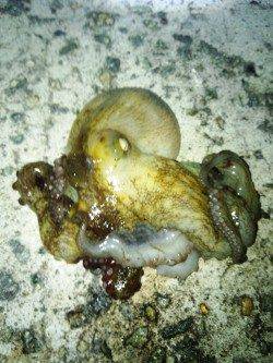 南芦屋浜　オクトパッシングでタコ20パイ　今年はタコの当たり年☆