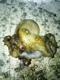 南芦屋浜　オクトパッシングでタコ20パイ　…