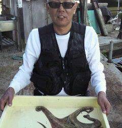【蛸・タコ・たこ】岸和田でタコ大漁中！