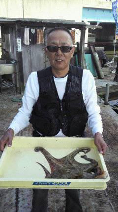 【蛸・タコ・たこ】岸和田でタコ大漁中！