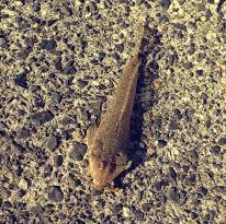 居組港にて今ハマっているワームでのキス釣り…