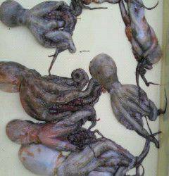 旧一文字赤灯、今日もタコ♪