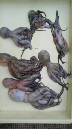 旧一文字赤灯、今日もタコ♪