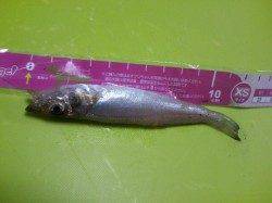 泉大津　大津川尻での水銀灯にてキス釣り