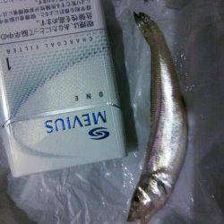 泉大津　大津川尻での水銀灯にてキス釣り