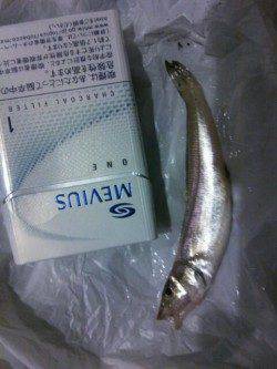 泉大津　大津川尻での水銀灯にてキス釣り